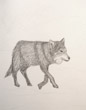 loup