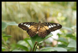 Papillon du Papillorama, Kerzers