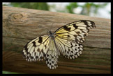 Papillon du Papillorama, Kerzers