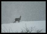 Chamois sous la neige, Valais