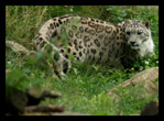 Leopard des neiges, Bretagne