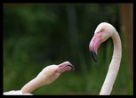 Flamants roses, Trégomeur